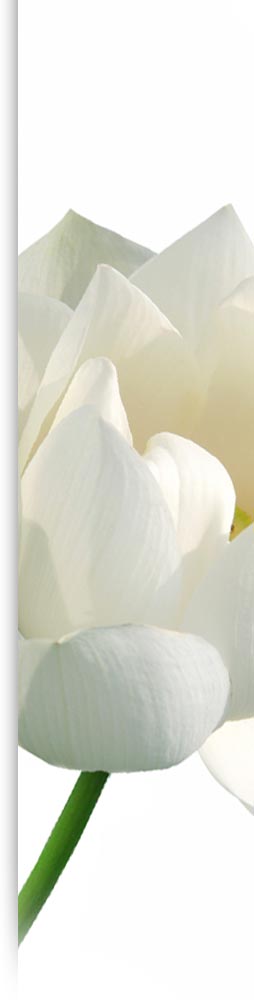 Equilibrium Bermuda Psychology<empty>