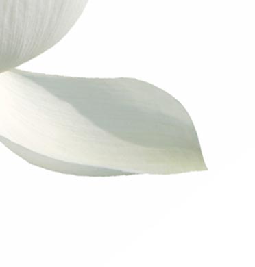 Equilibrium Bermuda Psychology