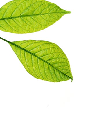 Equilibrium Bermuda Psychology